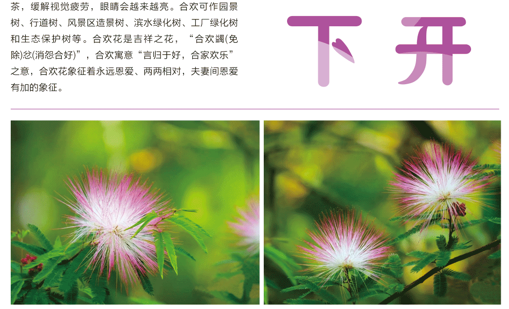 合欢树2.png