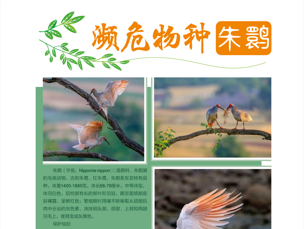 濒危物种-朱鹮1.png