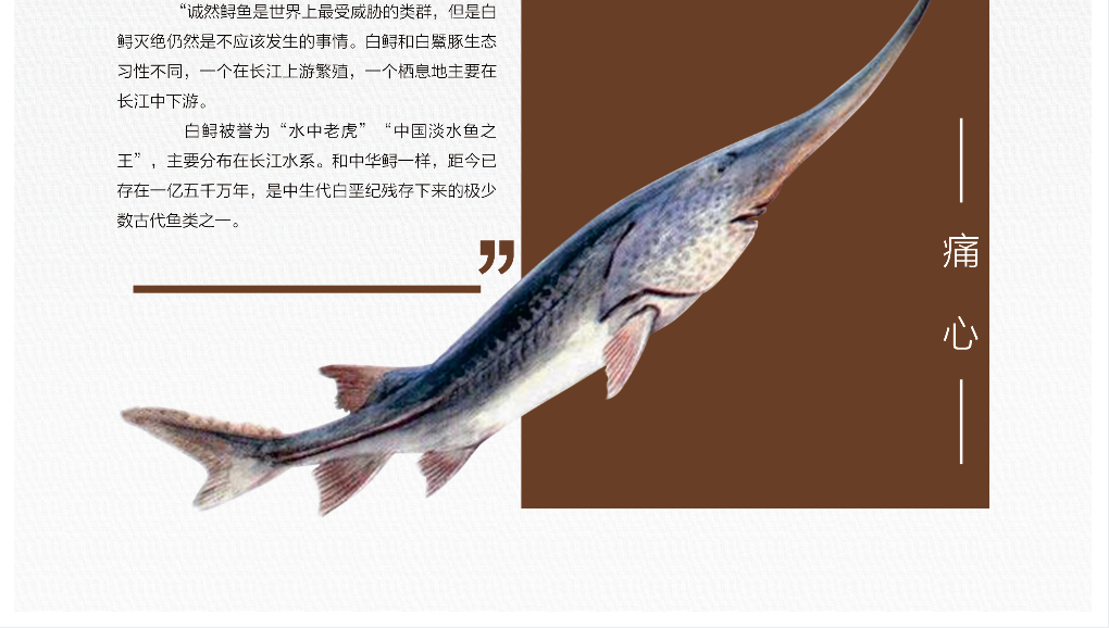 “淡水鱼之王”-白鲟被正式宣布灭绝2.png